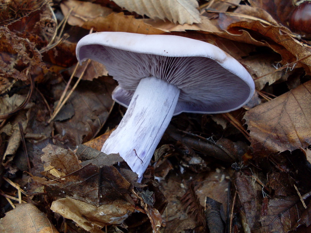 Luned� 10 Novembre